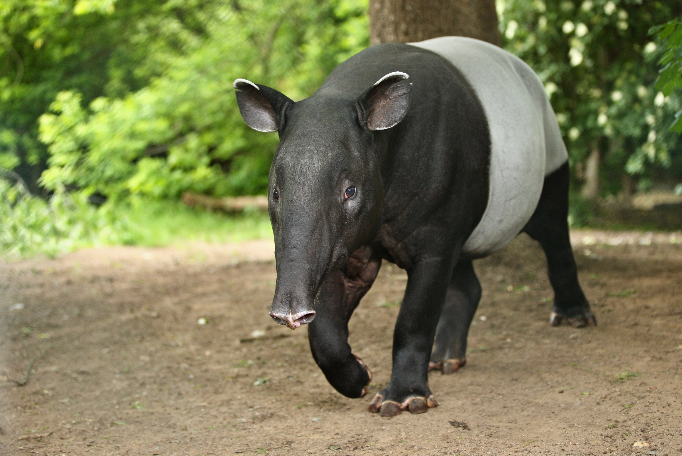 misiqq-tapir-hewan-dilindungi